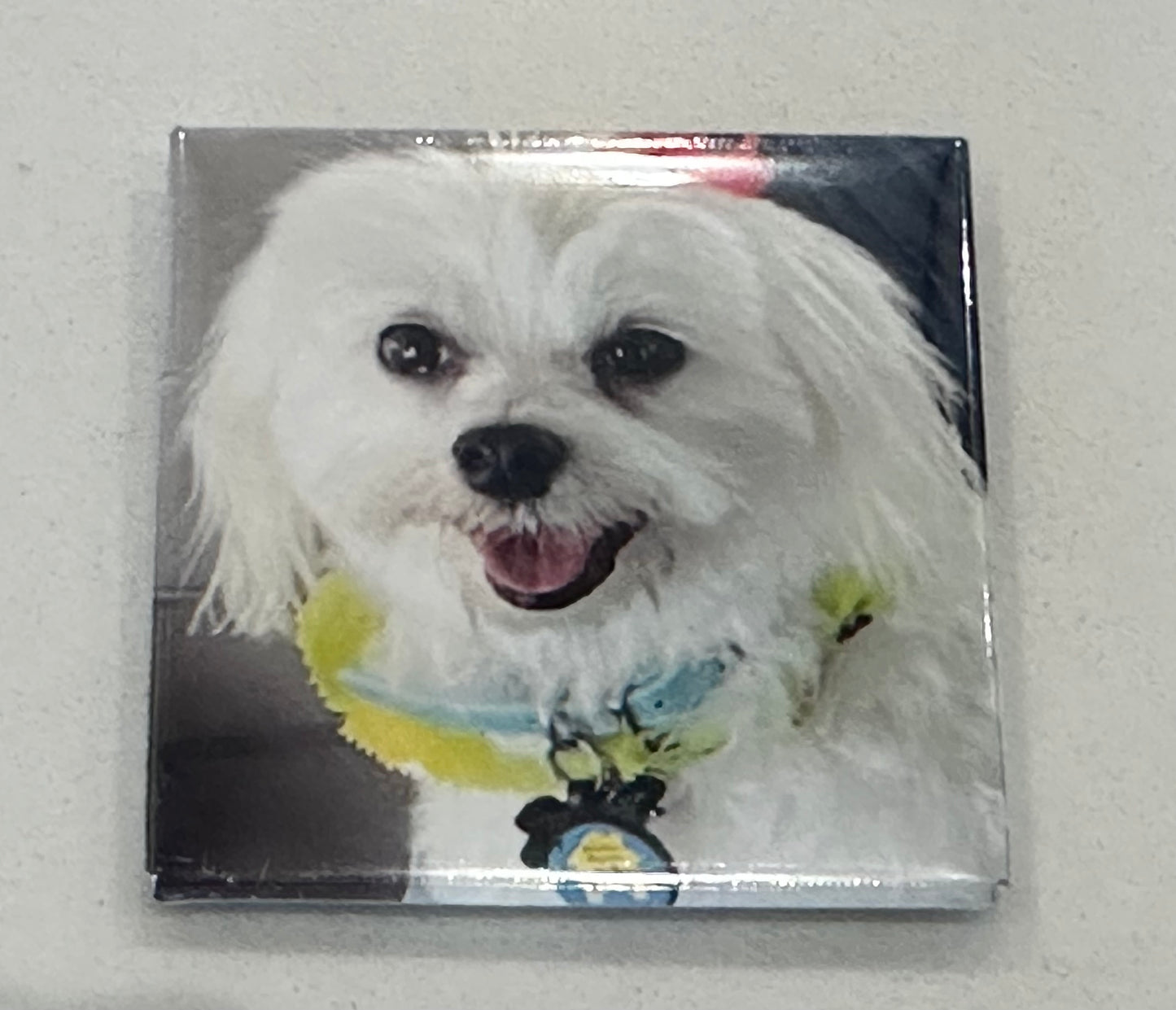 Pet Refrigerator Magnets - 9 for $24.99